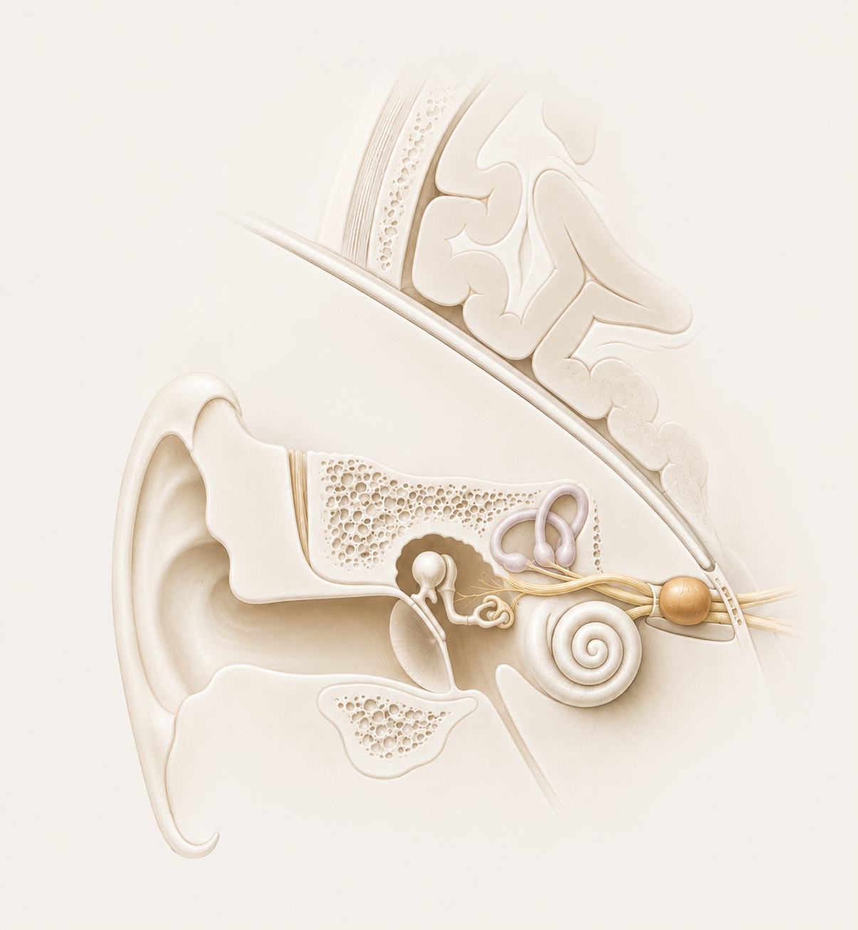 Illustration zum Akustikusneurinom im Bereich von Innenohr, Hörnerv und Hirnstamm